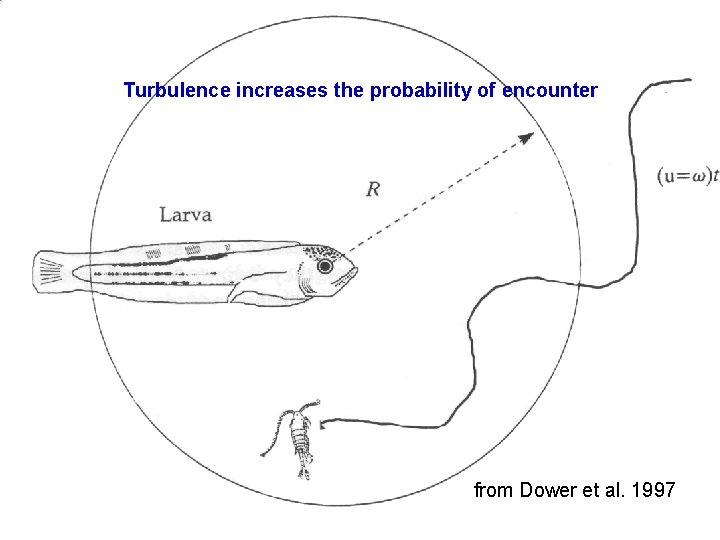 Turbulence increases the probability of encounter from Dower et al. 1997 