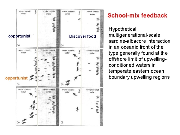 School-mix feedback opportunist Discover food Hypothetical multigenerational-scale sardine-albacore interaction in an oceanic front of