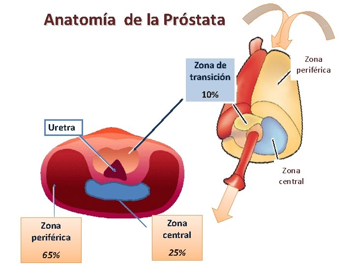 zona periferica prostata homogênea