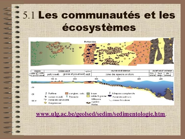 5. 1 Les communautés et les écosystèmes www. ulg. ac. be/geolsed/sedimentologie. htm. 5. 1 Les communautés et les écosystèmes www. ulg. ac. be/geolsed/sedimentologie. htm.