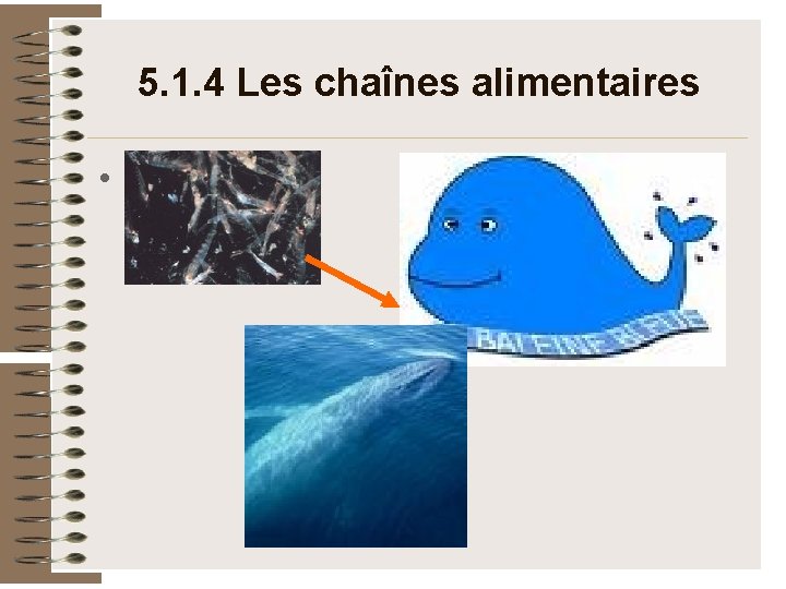 5. 1. 4 Les chaînes alimentaires • 5. 1. 4 Les chaînes alimentaires •