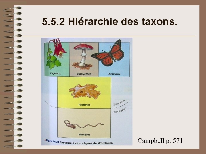 5. 5. 2 Hiérarchie des taxons. Campbell p. 571 5. 5. 2 Hiérarchie des taxons. Campbell p. 571