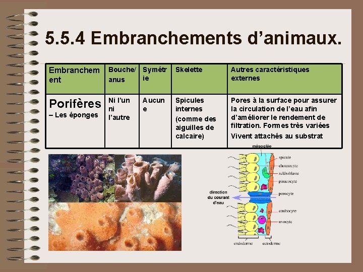 5. 5. 4 Embranchements d’animaux. Embranchem ent Bouche/ Symétr ie anus Skelette Autres caractéristiques 5. 5. 4 Embranchements d’animaux. Embranchem ent Bouche/ Symétr ie anus Skelette Autres caractéristiques