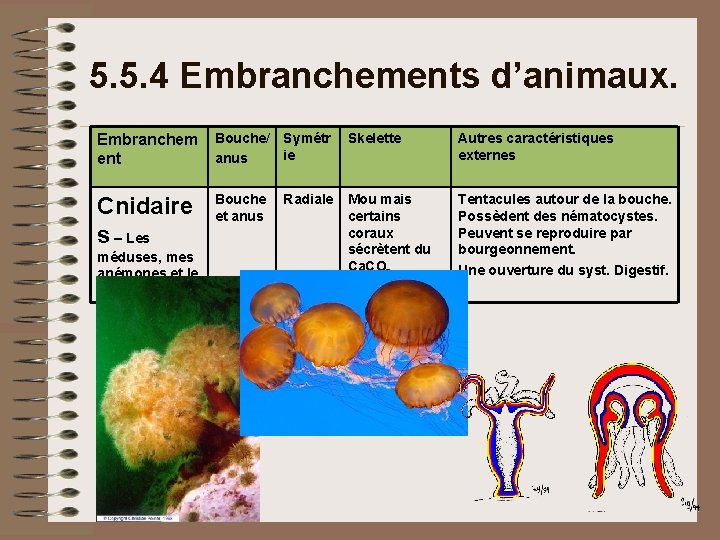 5. 5. 4 Embranchements d’animaux. Embranchem ent Bouche/ Symétr ie anus Skelette Autres caractéristiques 5. 5. 4 Embranchements d’animaux. Embranchem ent Bouche/ Symétr ie anus Skelette Autres caractéristiques