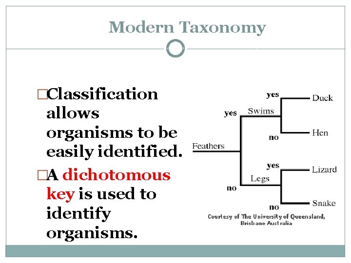 Modern Taxonomy �Classification allows organisms to be easily identified. �A dichotomous key is used Modern Taxonomy �Classification allows organisms to be easily identified. �A dichotomous key is used