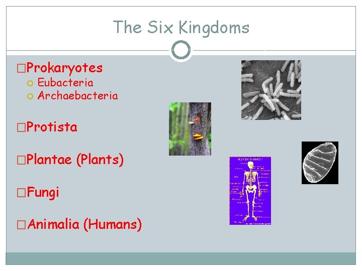 The Six Kingdoms �Prokaryotes Eubacteria Archaebacteria �Protista �Plantae (Plants) �Fungi �Animalia (Humans) The Six Kingdoms �Prokaryotes Eubacteria Archaebacteria �Protista �Plantae (Plants) �Fungi �Animalia (Humans)