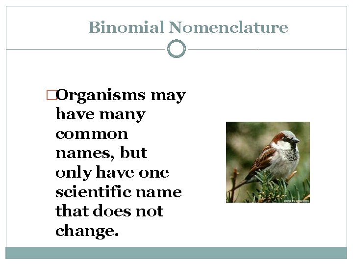 Binomial Nomenclature �Organisms may have many common names, but only have one scientific name Binomial Nomenclature �Organisms may have many common names, but only have one scientific name