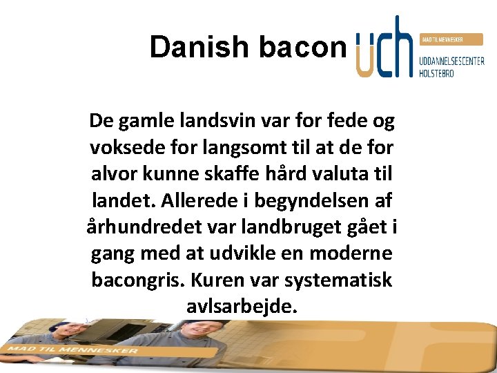 Danish bacon De gamle landsvin var for fede og voksede for langsomt til at