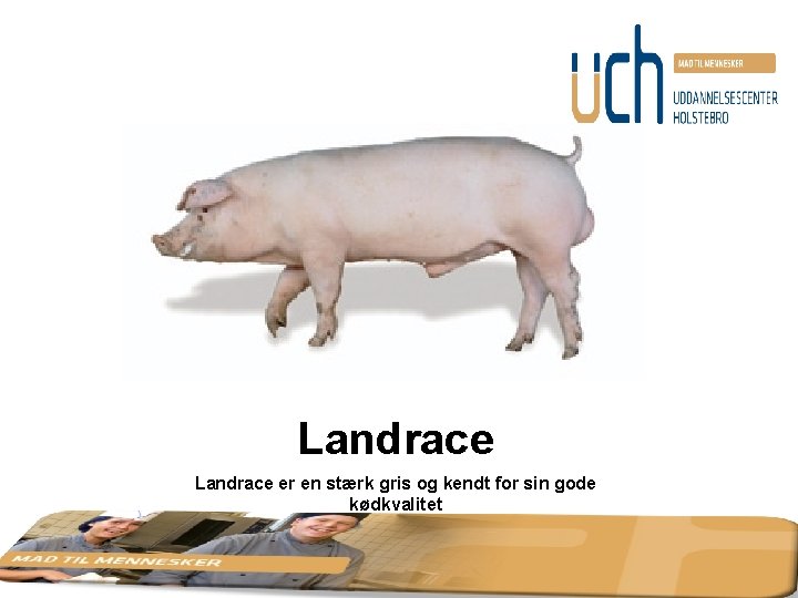 Landrace er en stærk gris og kendt for sin gode kødkvalitet 