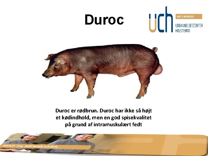 Duroc er rødbrun. Duroc har ikke så højt et kødindhold, men en god spisekvalitet