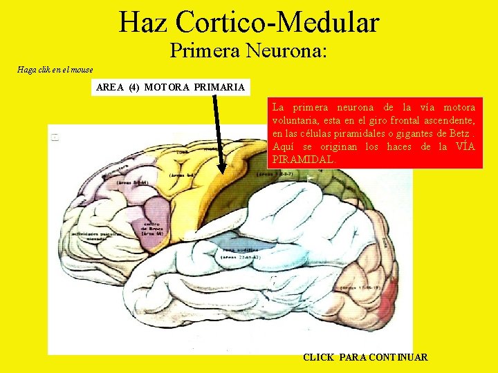 Haz Cortico-Medular Primera Neurona: Haga clik en el mouse AREA (4) MOTORA PRIMARIA La