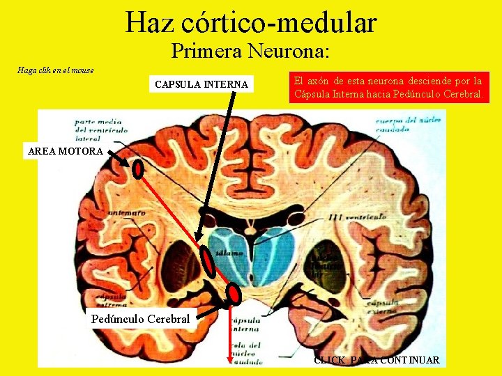 Haz córtico-medular Primera Neurona: Haga clik en el mouse CAPSULA INTERNA El axón de