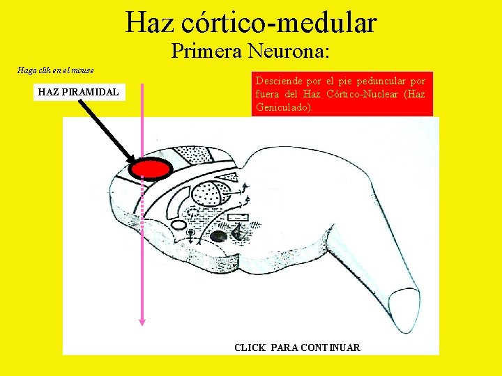 Haz córtico-medular Primera Neurona: Haga clik en el mouse HAZ PIRAMIDAL Desciende por el