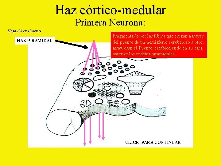 Haz córtico-medular Primera Neurona: Haga clik en el mouse HAZ PIRAMIDAL Fragmentado por las