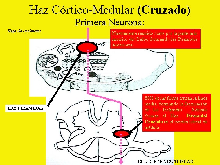 Haz Córtico-Medular (Cruzado) Primera Neurona: Haga clik en el mouse HAZ PIRAMIDAL Nuevamente reunido