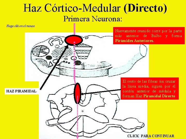 Haz Córtico-Medular (Directo) Primera Neurona: Haga clik en el mouse Nuevamente reunido corre por