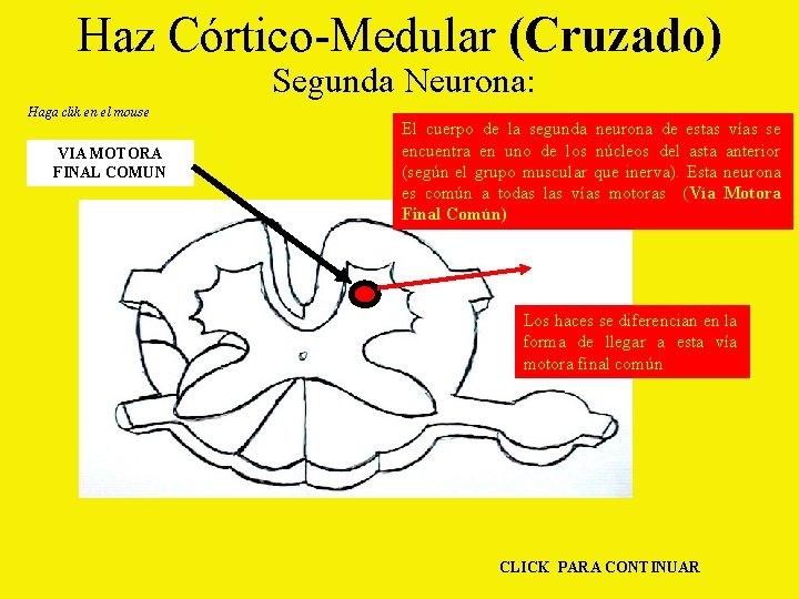 Haz Córtico-Medular (Cruzado) Segunda Neurona: Haga clik en el mouse VIA MOTORA FINAL COMUN