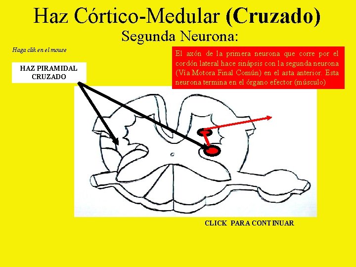 Haz Córtico-Medular (Cruzado) Segunda Neurona: Haga clik en el mouse HAZ PIRAMIDAL CRUZADO El