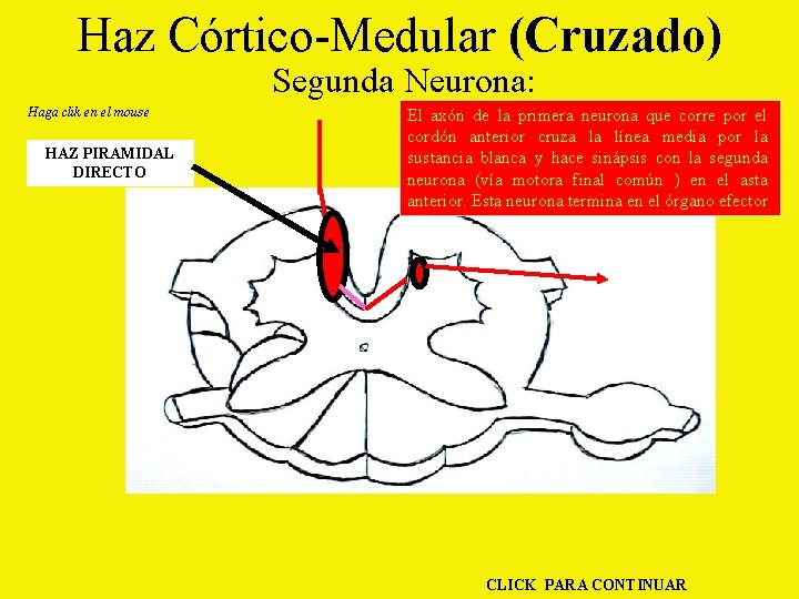 Haz Córtico-Medular (Cruzado) Segunda Neurona: Haga clik en el mouse HAZ PIRAMIDAL DIRECTO El