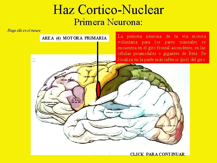 Haz Cortico-Nuclear Primera Neurona: Haga clik en el mouse AREA (4) MOTORA PRIMARIA La