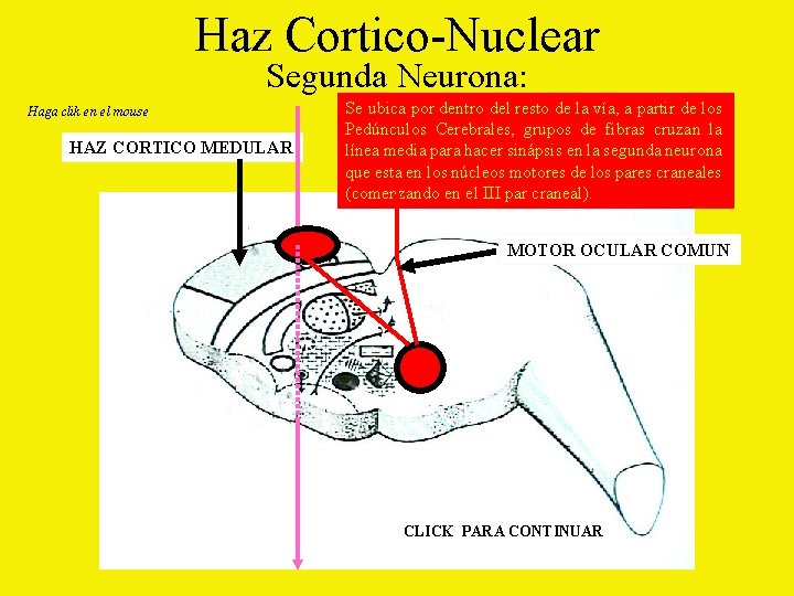 Haz Cortico-Nuclear Segunda Neurona: Haga clik en el mouse HAZ CORTICO MEDULAR Se ubica