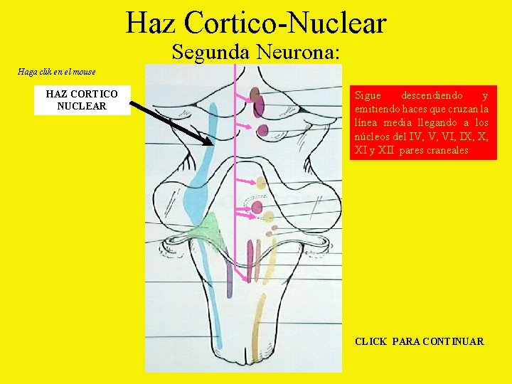 Haz Cortico-Nuclear Segunda Neurona: Haga clik en el mouse HAZ CORTICO NUCLEAR Sigue descendiendo