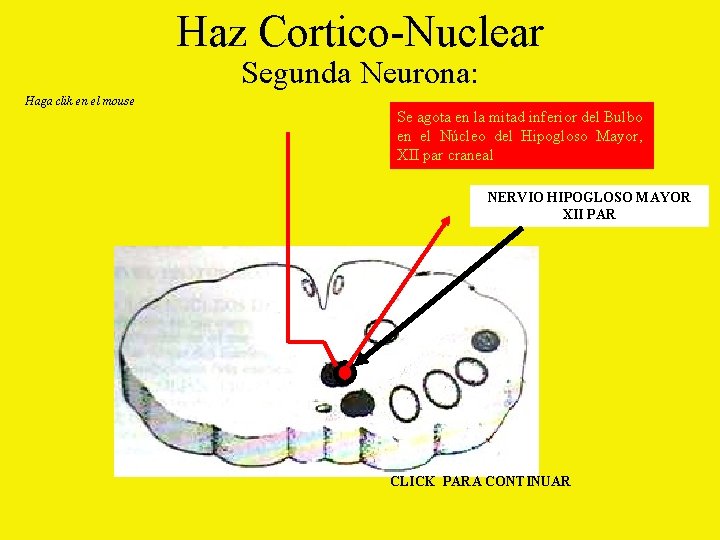 Haz Cortico-Nuclear Segunda Neurona: Haga clik en el mouse Se agota en la mitad