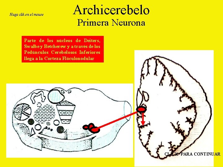 Haga clik en el mouse Archicerebelo Primera Neurona Parte de los núcleos de Deiters,