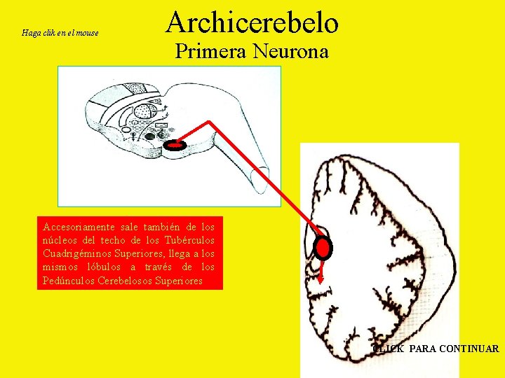 Haga clik en el mouse Archicerebelo Primera Neurona Accesoriamente sale también de los núcleos