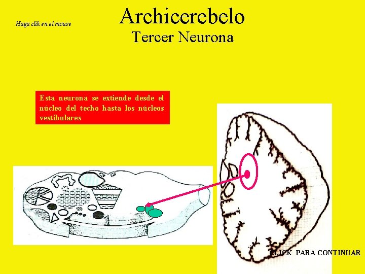 Haga clik en el mouse Archicerebelo Tercer Neurona Esta neurona se extiende desde el