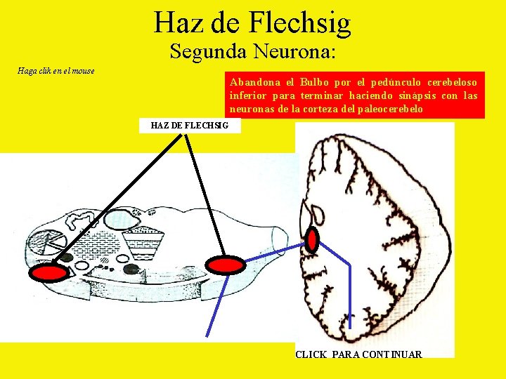 Haz de Flechsig Segunda Neurona: Haga clik en el mouse Abandona el Bulbo por