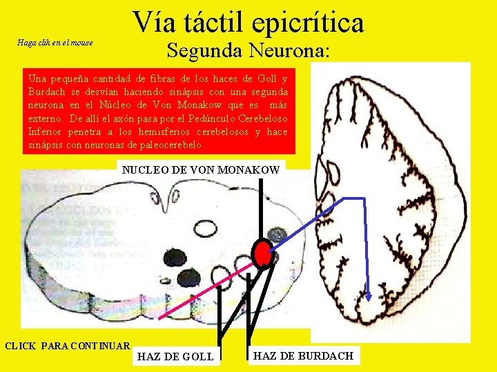 Vía táctil epicrítica Segunda Neurona: Haga clik en el mouse Una pequeña cantidad de