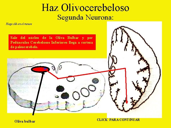 Haz Olivocerebeloso Segunda Neurona: Haga clik en el mouse Sale del núcleo de la