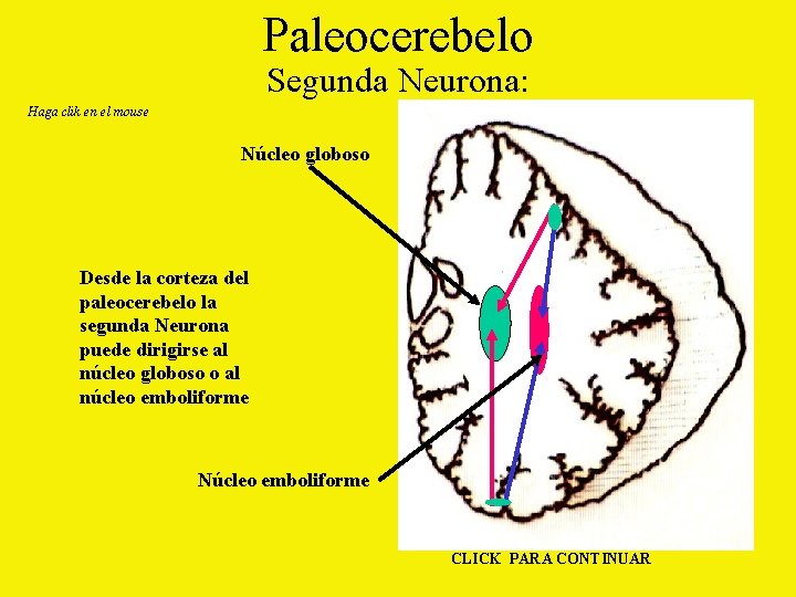 Paleocerebelo Segunda Neurona: Haga clik en el mouse Núcleo globoso Desde la corteza del