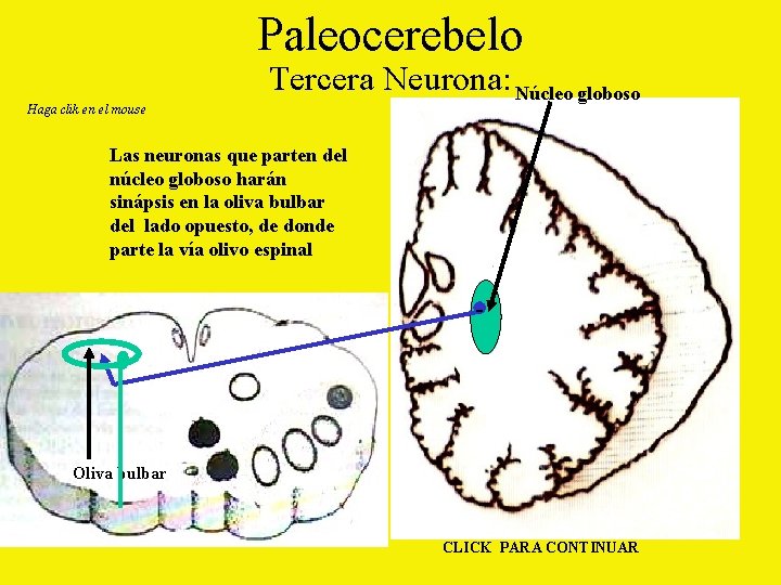 Paleocerebelo Haga clik en el mouse Tercera Neurona: Núcleo globoso Las neuronas que parten