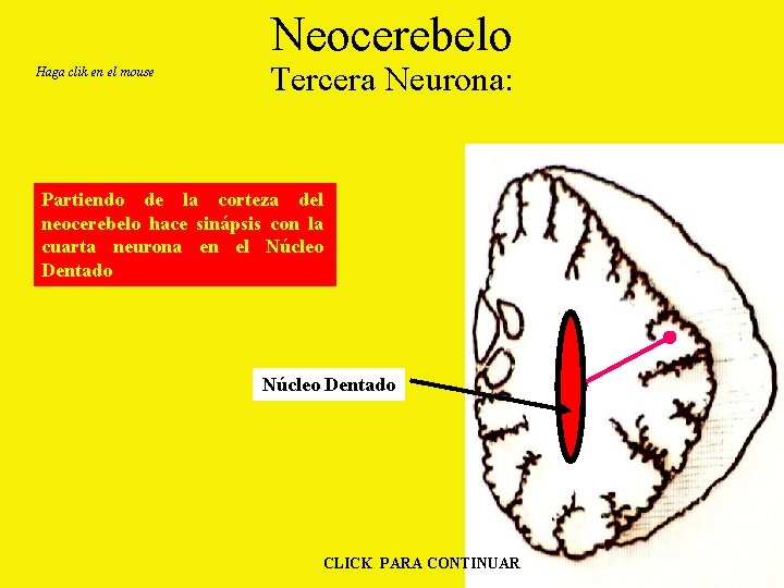 Neocerebelo Haga clik en el mouse Tercera Neurona: Partiendo de la corteza del neocerebelo