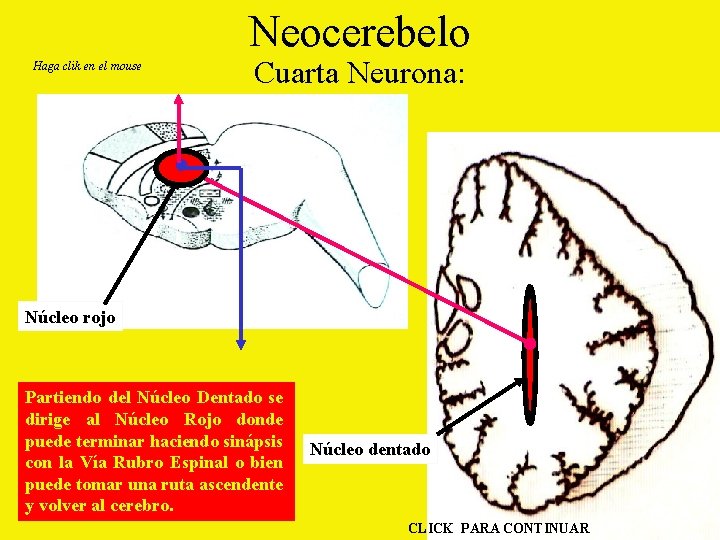 Neocerebelo Haga clik en el mouse Cuarta Neurona: Núcleo rojo Partiendo del Núcleo Dentado