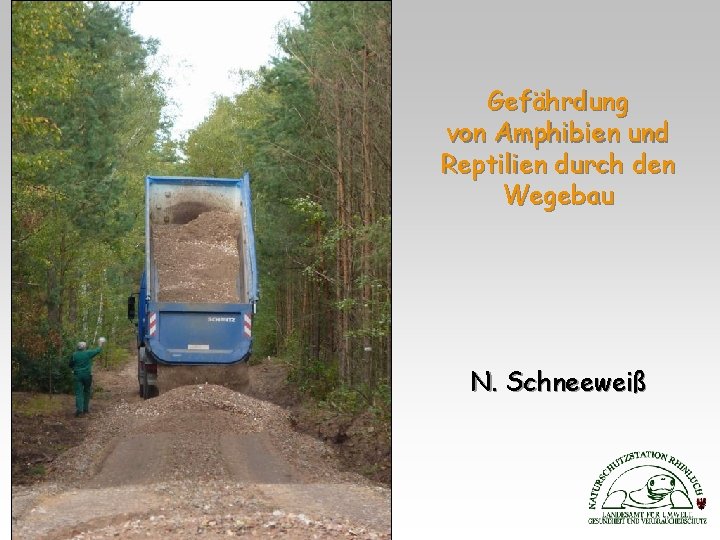 Gefährdung von Amphibien und Reptilien durch den Wegebau N. Schneeweiß 