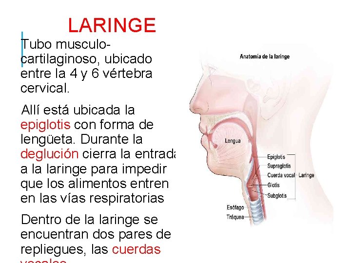 LARINGE Tubo musculocartilaginoso, ubicado entre la 4 y 6 vértebra cervical. Allí está ubicada
