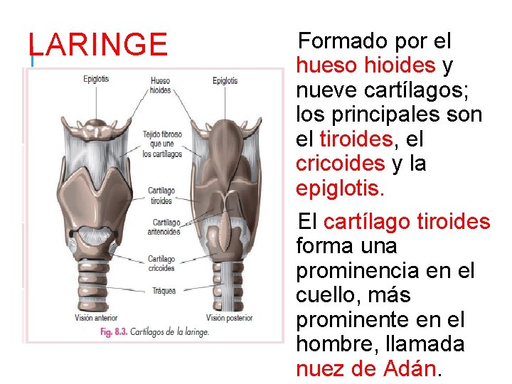 LARINGE Formado por el hueso hioides y nueve cartílagos; los principales son el tiroides,