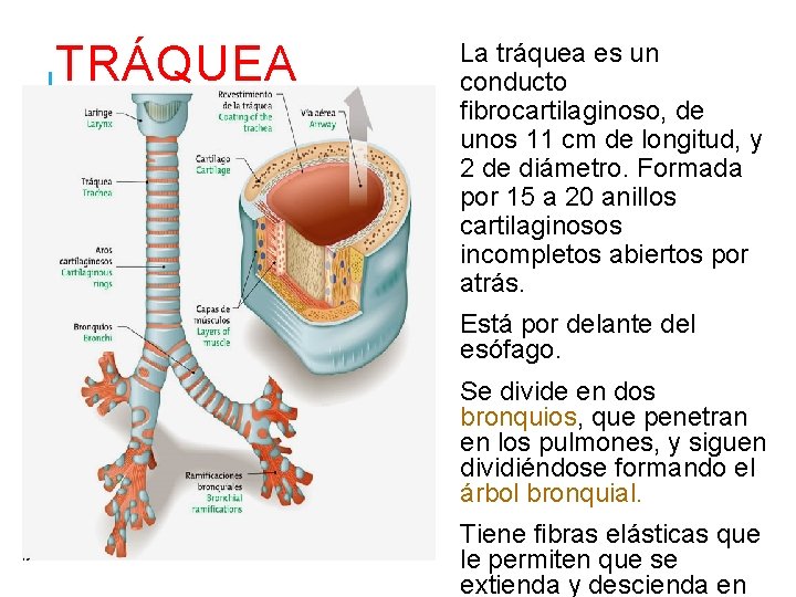 TRÁQUEA La tráquea es un conducto fibrocartilaginoso, de unos 11 cm de longitud, y