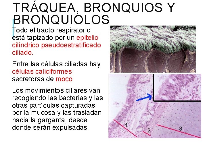 TRÁQUEA, BRONQUIOS Y BRONQUIOLOS Todo el tracto respiratorio está tapizado por un epitelio cilíndrico