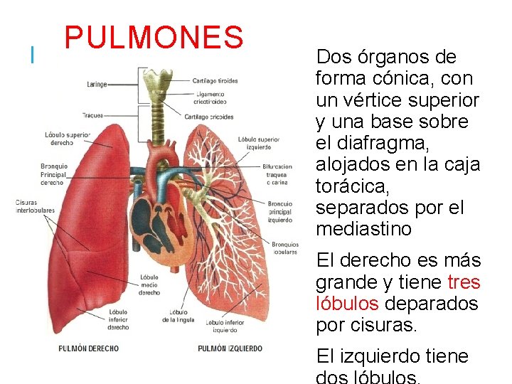 PULMONES Dos órganos de forma cónica, con un vértice superior y una base sobre