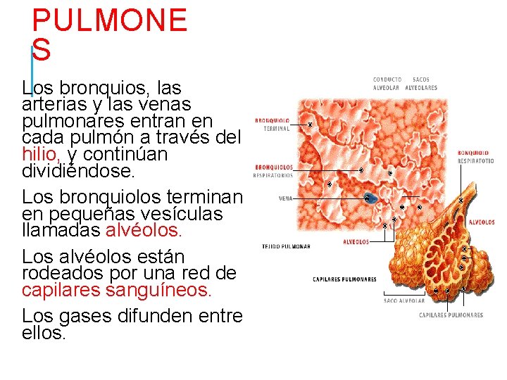 PULMONE S Los bronquios, las arterias y las venas pulmonares entran en cada pulmón