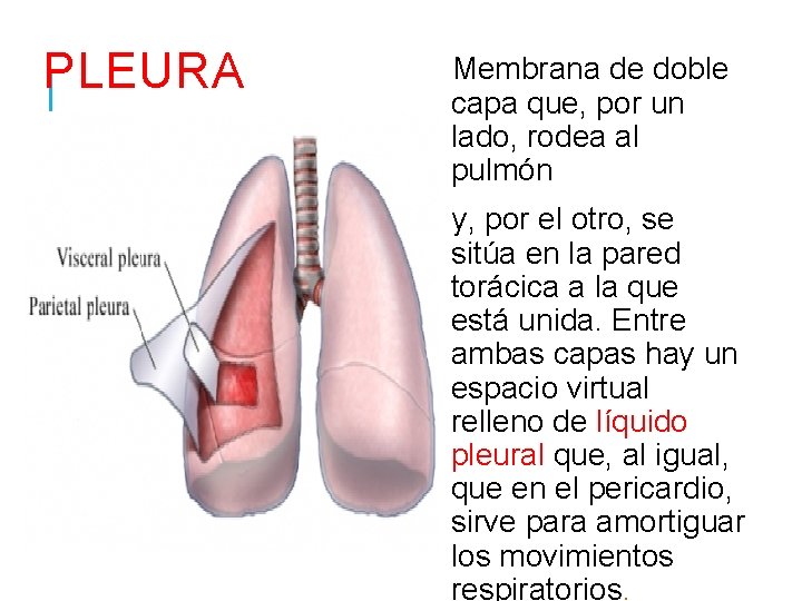 PLEURA Membrana de doble capa que, por un lado, rodea al pulmón y, por