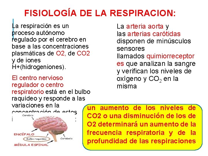 FISIOLOGÍA DE LA RESPIRACION: La respiración es un proceso autónomo regulado por el cerebro