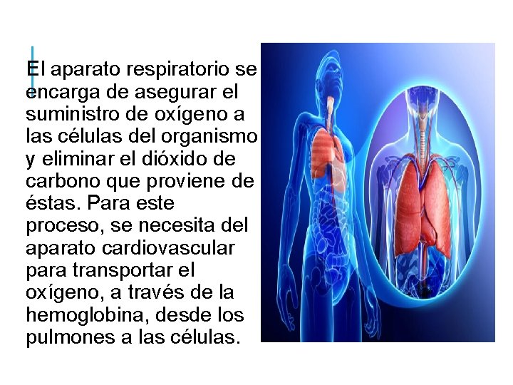  El aparato respiratorio se encarga de asegurar el suministro de oxígeno a las