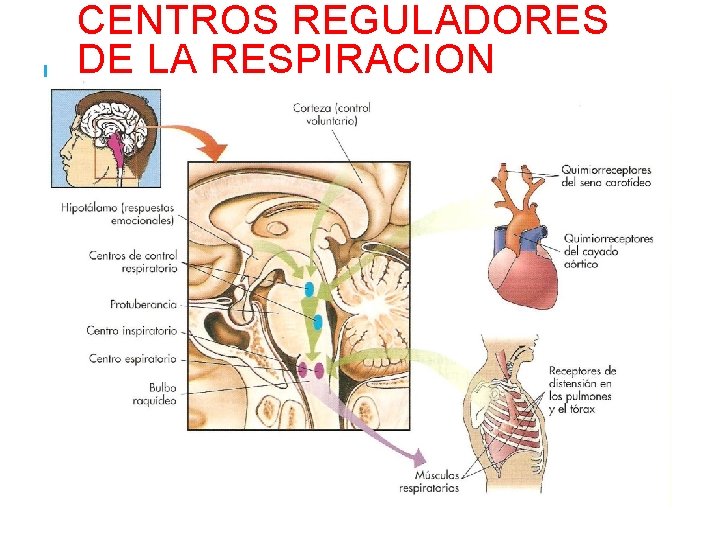 CENTROS REGULADORES DE LA RESPIRACION 