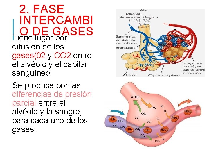 2. FASE INTERCAMBI O DE GASES Tiene lugar por difusión de los gases(02 y