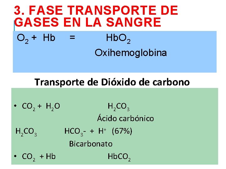 3. FASE TRANSPORTE DE GASES EN LA SANGRE O 2 + Hb = Hb.